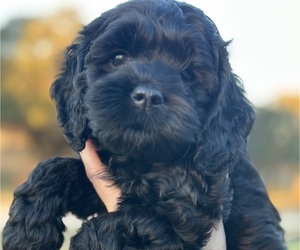 Cock-A-Poo Puppy for sale in STEPHENVILLE, TX, USA