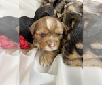 Baby Girl Pink - Female Yorkshire Terrier Puppy for Sale - Photo #4