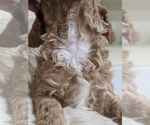 Small Photo #2 Labradoodle-Poodle (Miniature) Mix Puppy For Sale in GOSHEN, IN, USA