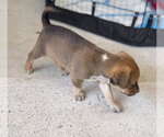 Small Photo #3 Labrador Retriever-Unknown Mix Puppy For Sale in The Woodlands, TX, USA
