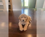 Puppy Maverick Goldendoodle (Miniature)