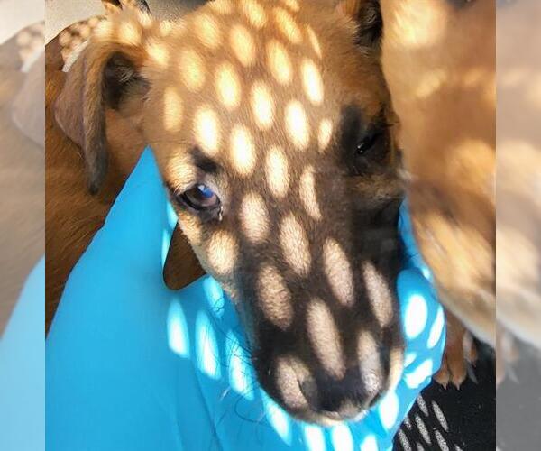 Medium Photo #1 Mutt Puppy For Sale in San Antonio, TX, USA