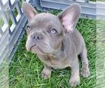 Small #1 French Bulldog