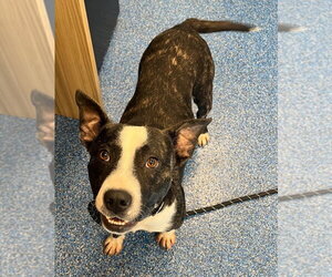 26-292 Dash - Male Mutt Dog for Adoption - Photo #2