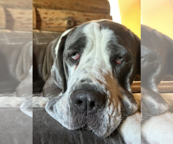 Medium Photo #3 Great Dane Puppy For Sale in St. Louis Park, MN, USA