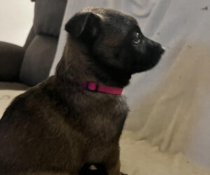 Belgian Malinois Puppy for sale in CODY, WY, USA