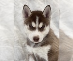 Small Photo #2 Siberian Husky Puppy For Sale in MADERA, CA, USA