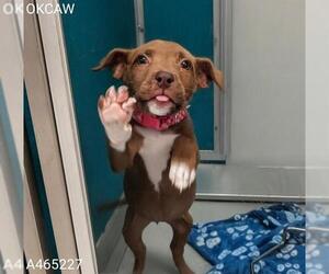 American Pit Bull Terrier Dogs for adoption in Oklahoma City, OK, USA