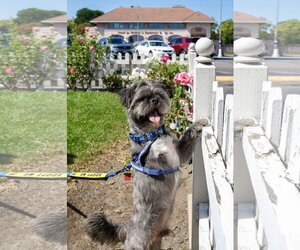 Hiccup - Male French Tzu Dog for Adoption - Photo #10