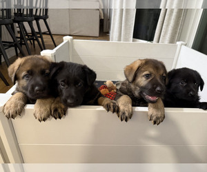 German Shepherd Dog Litter for sale in JOHNS ISLAND, SC, USA