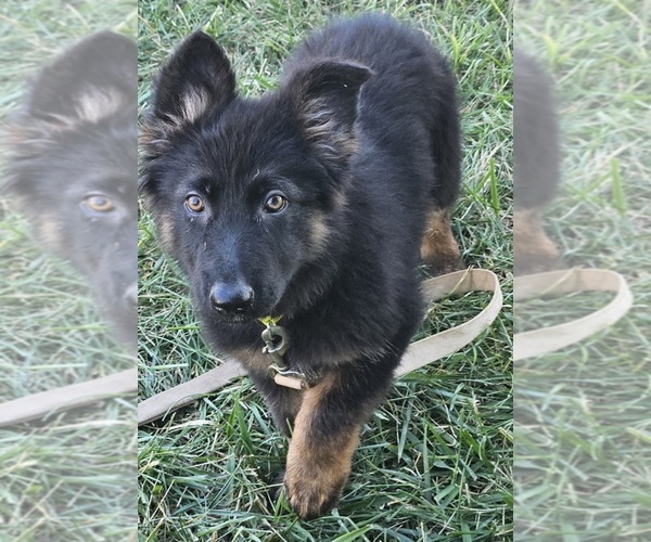 Medium Photo #2 German Shepherd Dog Puppy For Sale in EOLIA, MO, USA