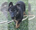 Shadow - Female German Shepherd Dog Puppy for Sale - Photo #2