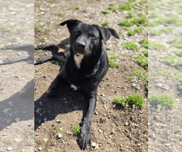 Medium Photo #2 Mutt Puppy For Sale in Crandall, GA, USA