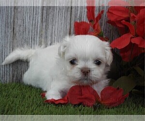 Shih Tzu Puppy for sale in BOCA RATON, FL, USA