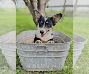 Cardigan Welsh Corgi Puppy for sale in FAIRBANK, IA, USA