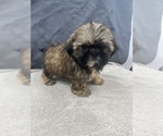 Small Photo #34 Shih Tzu Puppy For Sale in SAINT AUGUSTINE, FL, USA