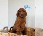 Puppy Abby Poodle (Standard)