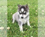 Small Photo #11 Alaskan Klee Kai Puppy For Sale in WINCHESTER, OH, USA