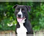 Small Labrador Retriever Mix