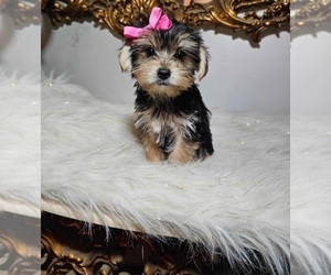Morkie Puppy for sale in INDIANAPOLIS, IN, USA