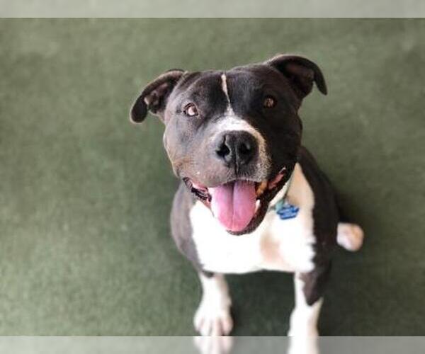 Medium Photo #1 American Pit Bull Terrier-Unknown Mix Puppy For Sale in Chandler, AZ, USA