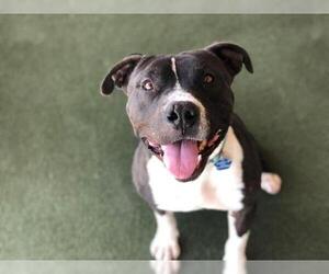 American Pit Bull Terrier-Unknown Mix Dogs for adoption in Chandler, AZ, USA