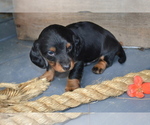 Small Photo #21 Dachshund Puppy For Sale in GREENWOOD, WI, USA