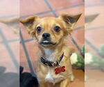 Small #4 Chihuahua Mix