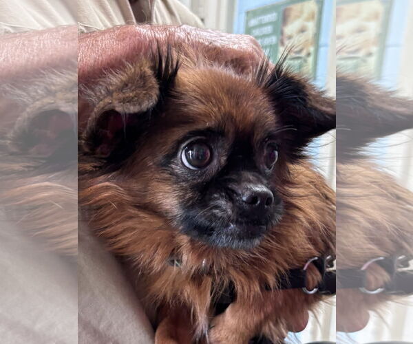 Medium Photo #3 ShiChi Puppy For Sale in Rustburg, VA, USA