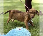 Small #2 Catahoula Leopard Dog Mix