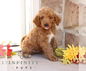 Goldendoodle Puppy for sale in GORDONVILLE, PA, USA