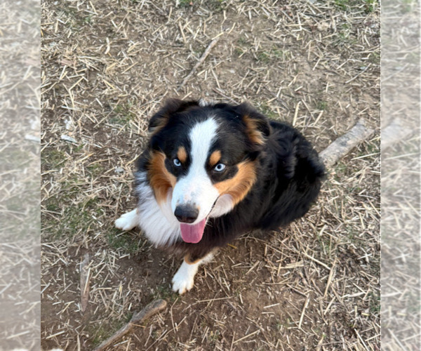 Medium Photo #1 Australian Shepherd Puppy For Sale in SMITHS GROVE, KY, USA