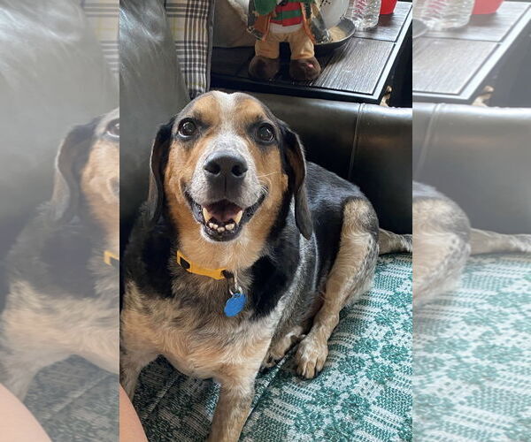 Medium Photo #5 Beagle-Bluetick Coonhound Mix Puppy For Sale in Euless, TX, USA