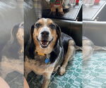 Small #4 Beagle-Bluetick Coonhound Mix