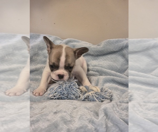 Medium Photo #7 French Bulldog Puppy For Sale in ASHLAND, OH, USA