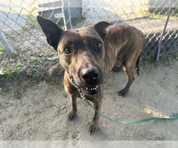Medium Photo #2 Plott Hound-Unknown Mix Puppy For Sale in Ocala, FL, USA