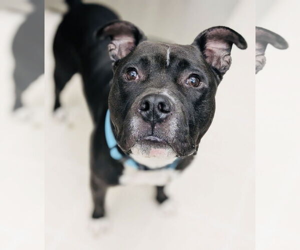 Medium Photo #5 Staffordshire Bull Terrier-Unknown Mix Puppy For Sale in Germantown, OH, USA