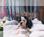 Small #11 English Bulldog