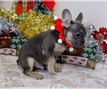 Small Photo #6 French Bulldog Puppy For Sale in BITTER LAKE, WA, USA