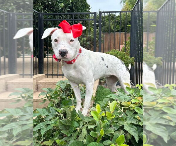 Medium Photo #8 American Pit Bull Terrier-Unknown Mix Puppy For Sale in Redlands, CA, USA