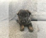 Small Photo #8 German Shepherd Dog Puppy For Sale in NEOSHO, MO, USA