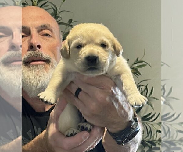 Medium Photo #5 Labrador Retriever Puppy For Sale in HIGH POINT, NC, USA