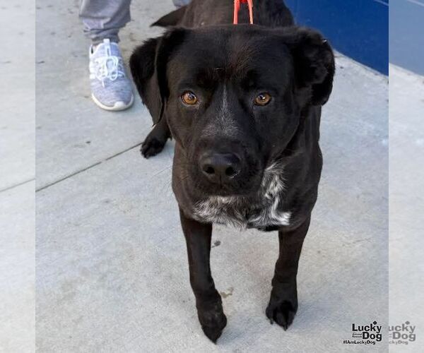 Medium Photo #4 Labrador Retriever-Unknown Mix Puppy For Sale in Washington, DC, USA