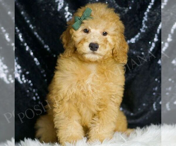 Medium Photo #1 Goldendoodle (Miniature) Puppy For Sale in WARSAW, IN, USA