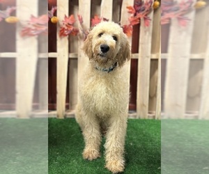 Irish Doodle Puppy for sale in DUNDEE, OH, USA
