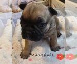 Small Photo #10 French Bulldog Puppy For Sale in EDISON, NJ, USA