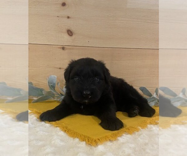 Medium Photo #1 Bouvier Des Flandres Puppy For Sale in DOSS, MO, USA