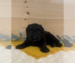 Small Photo #1 Bouvier Des Flandres Puppy For Sale in DOSS, MO, USA