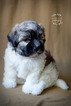 Small Photo #2 Havanese Puppy For Sale in SHELBY, OH, USA