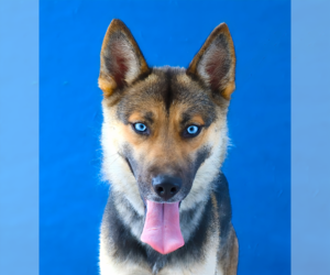 Gerberian Shepsky Dogs for adoption in Pasadena, CA, USA